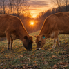 Cow Share Program