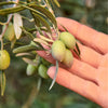 Graza Drizzle - Early Harvest Extra Virgin Olive Oil