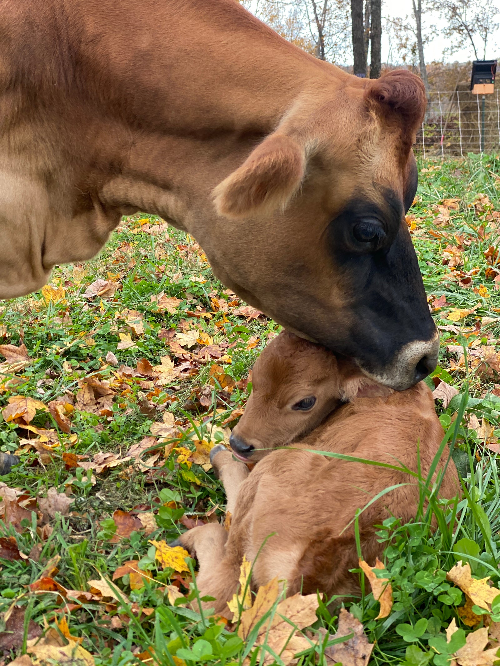 Leipers Creek Farm photo 8
