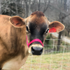 Cow Share Program
